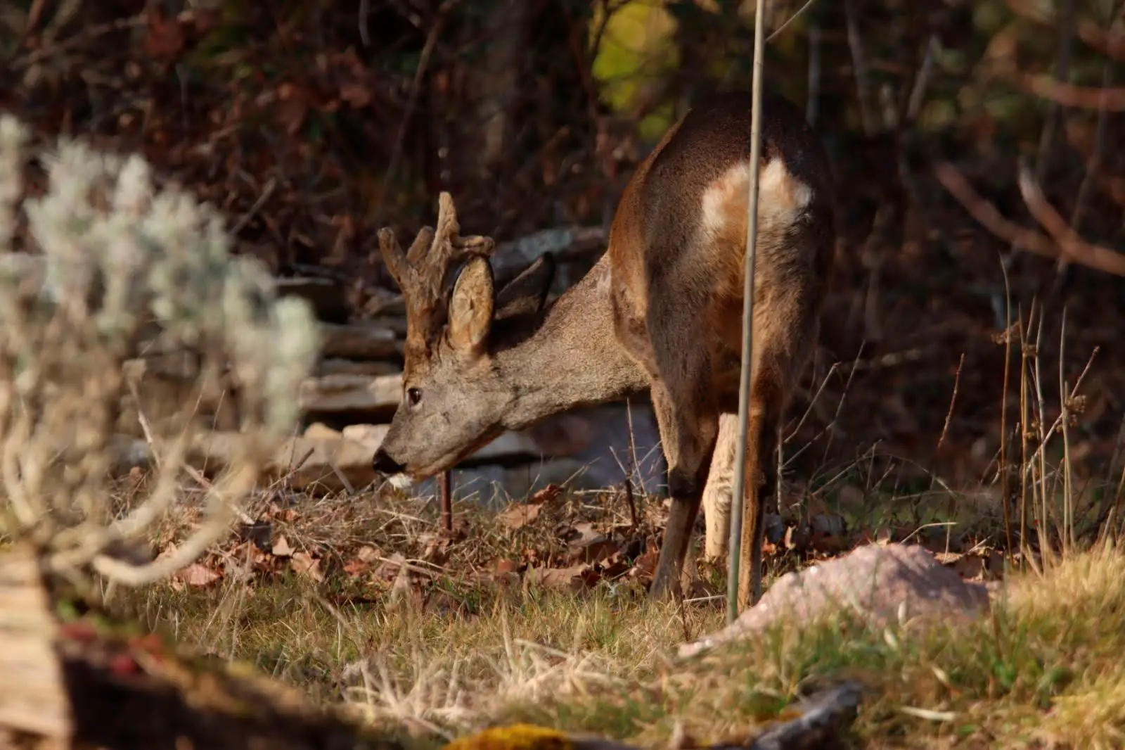 chevreuil-superieure