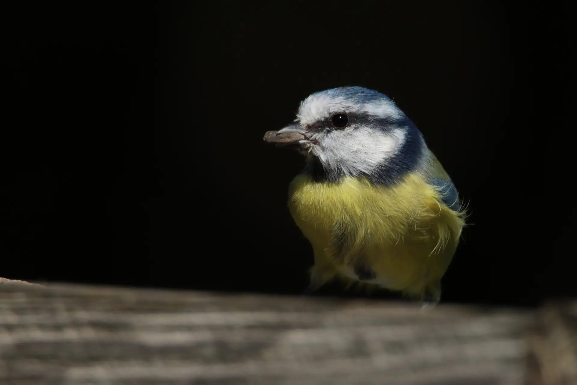mésange-supérieure