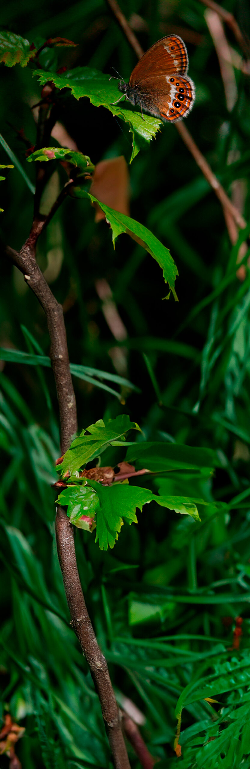 mélibée biodiversité feuille