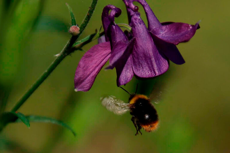 Bombus pratorum