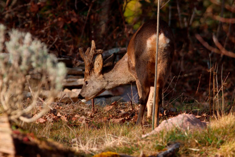 Capreolus capreolus
