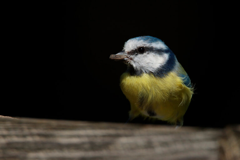 Mésange bleue