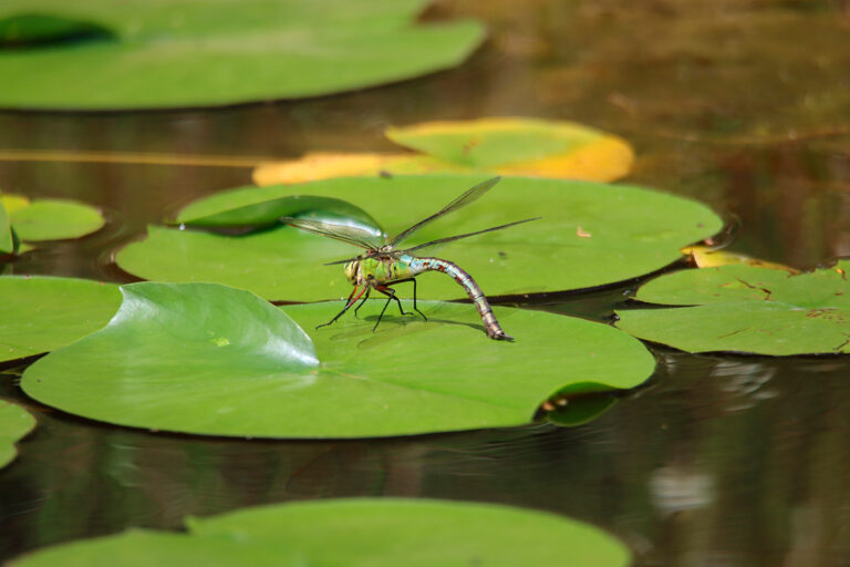 Anax imperator